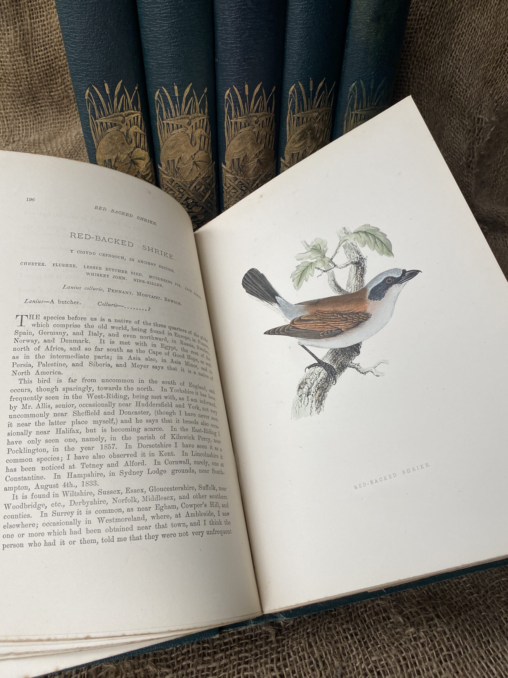 Revd. F. O. Morris - The History Of British Birds 1891 Complete 6 Volumes